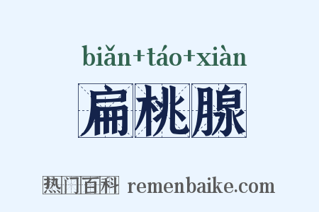 扁桃腺是什么意思的图片